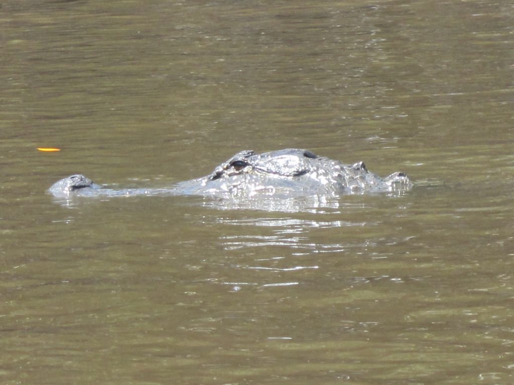 Alligator dans les Everglades